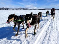 Sled dogs on the run