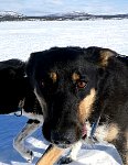 Sled dogs on the run