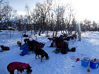 Dogs with coats at Miekak