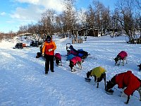 Dogs with coats at Miekak