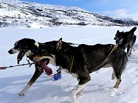 Sled dogs running