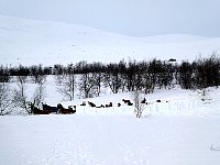 Wind protection made from snow