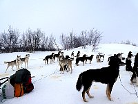 Dogs noticing Kenneth