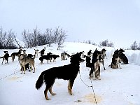 Dogs noticing Kenneth