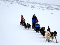 Windy day dogsledding