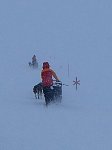 Dogsledding in the wind and snow