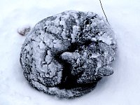 Curled up dog in snow