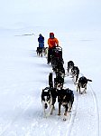 Dogsledding in whiteout