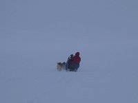 Dogsledding in whiteout