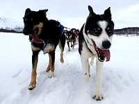 Sled dogs Pippin and Zink