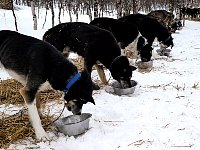 Dogs feeding at Taerna lake