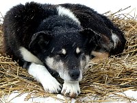 Dog resting on straw