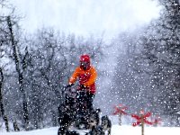 Dogsledding on wide forest trail