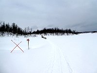 Dogsledding under overcast skies