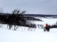 Dogsledding under overcast skies