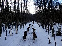 Final forest trail