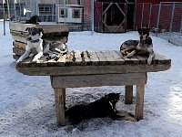 Dogs relaxing