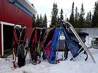 Dog sleds standing upright