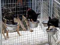 Dogs at their bowls