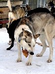 Dog chewing on dried pig ear