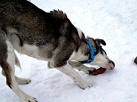 Dog chewing on dried pig ear