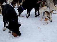 Dogs chewing on dried pig ears