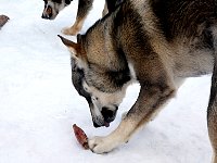 Dog chewing on dried pig ear