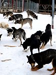 Dogs chewing on dried pig ears