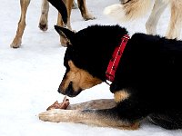 Dog chewing on dried pig ear