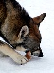 Dog chewing on dried pig ear