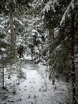 Forest near Skinnskatteberg