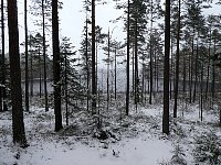 Forest near Skinnskatteberg