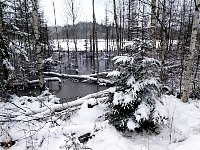 Forest near Skinnskatteberg