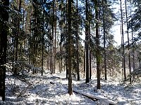 Forest near Skinnskatteberg in morning sun