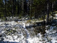 Forest near Skinnskatteberg in morning sun