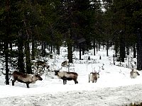 Reindeer next to road