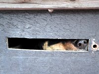 Dog nose at trailer box