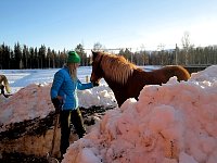 Catte and horse