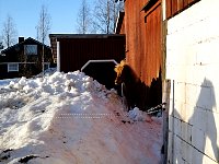 Horse behind snow wall