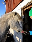 Catte grooming horse