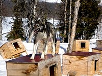 Dog standing on dog house