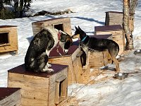 Dogs standing on wobbly dog houses