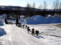 Dog sleds arriving