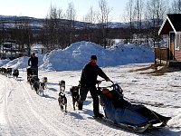 Dog sleds arriving