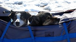 Tired dogs in sled