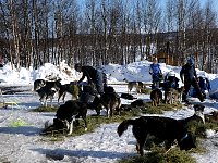 Dogs sniffing hay