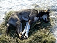 Dog Toker relaxing on hay patch