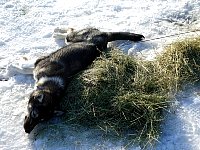 Dog sleeping beside hay patch