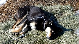 Dog relaxing on hay patch