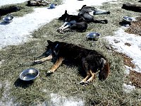 Dog relaxing on hay patch